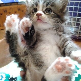 白黒フワフワでかわいい子です。