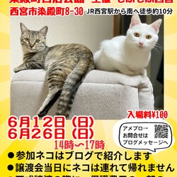 もふもふ西宮　ほごねこの幸せ譲渡会