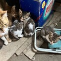 子猫(♀♂)