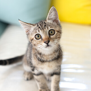 うずまき柄の女の子家族募集中です