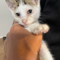 子猫里親募集