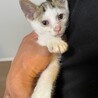 子猫里親募集 サムネイル2