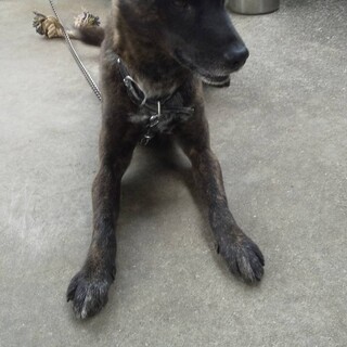 甲斐犬ミックス　5才です