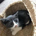 大人しい優しい猫です