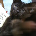 2ヶ月の子猫ちゃんです。