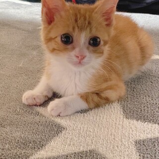 可愛い茶トラ♡（保護猫です）