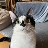 ごましお