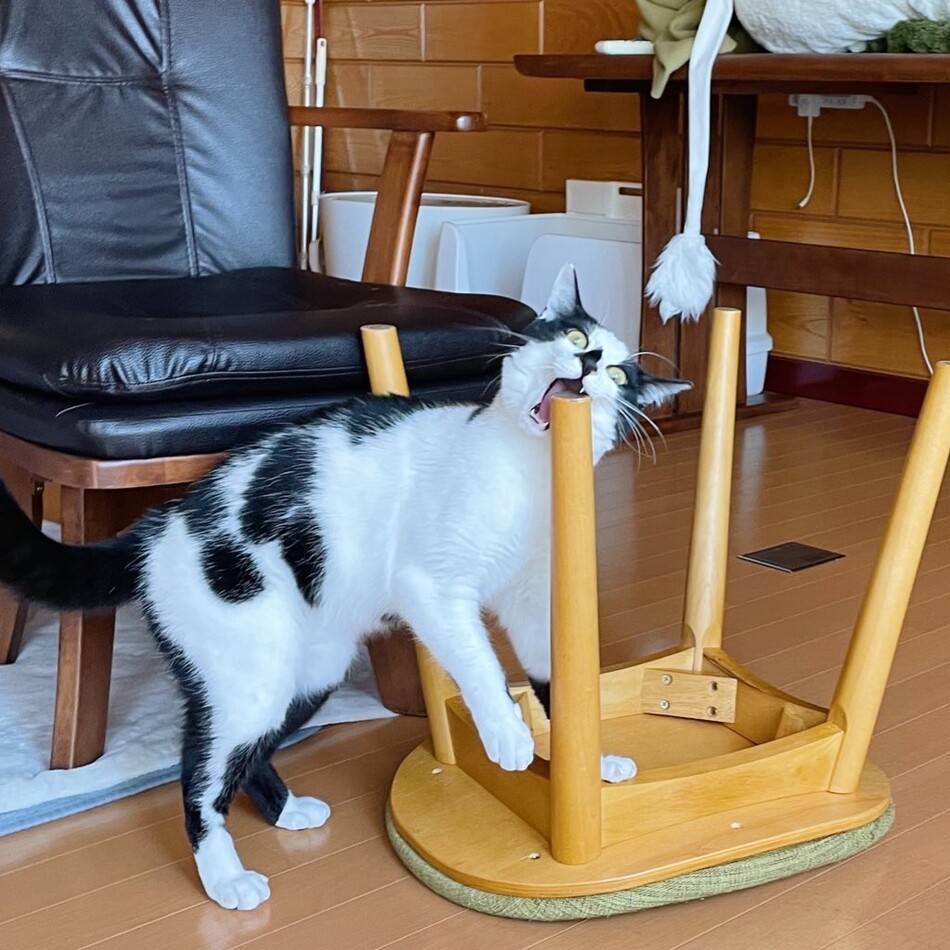 ごましおのカバー写真