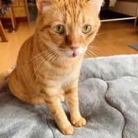 ちゃか