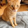 ちゃか