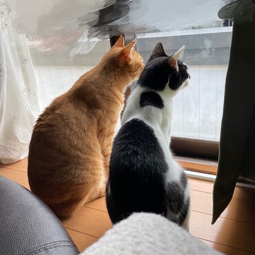 とりさんまち