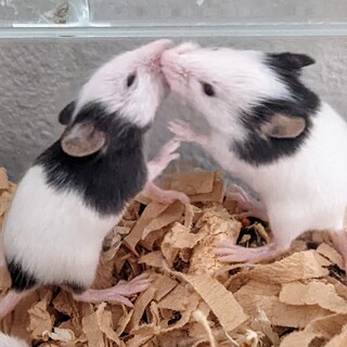 パンダマウス　可愛いベビー　男の子　