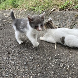里親様探しまでの道のり