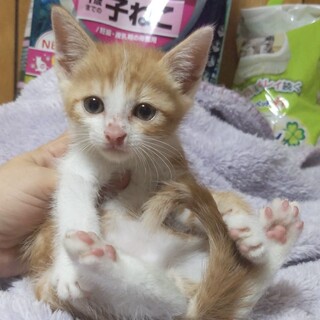 セブンキティ④茶白のにび君