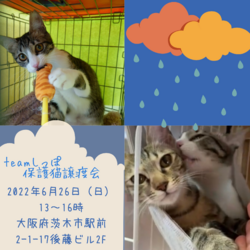 teamしっぽ譲渡会@大阪府茨木市