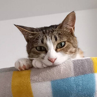 馴れればスリスリOK！三毛柄の美人猫めい