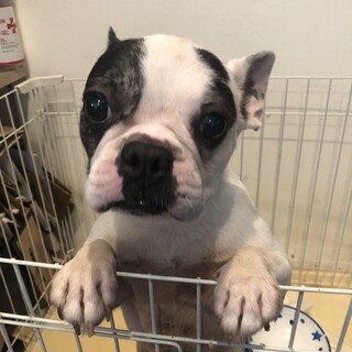 トライアル決定につき、一時停止。ああさちゃん