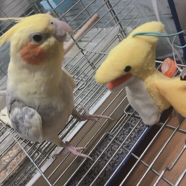 幸せなら手を叩こうを兄弟に教えてます