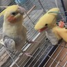 幸せなら手を叩こうを兄弟に教えてます