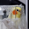 ボロボロ　涙