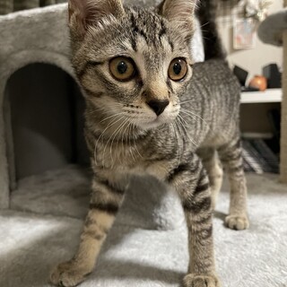 大人しいキジトラ♀血液検査済！