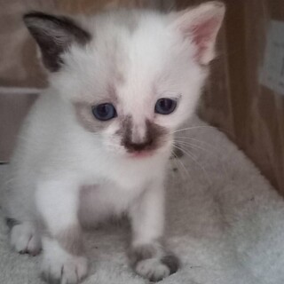 生後1ヶ月の猫ちゃん