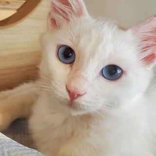 白半長毛で青い目の美猫りろ君♂️