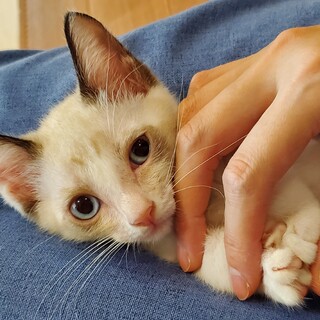 シャムMixのりりぃちゃん♀️