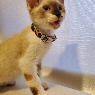 シャムMixのれん君♂️