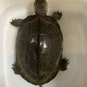 クサガメ　甲羅サイズ14.5cm 女の子