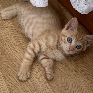 可愛い茶トラの女の子