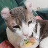 看板猫のジージョ
