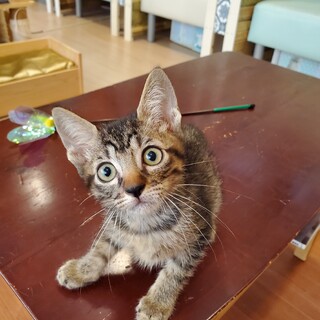 キジトラのリチャード♂️