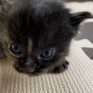 生後一ヶ月子猫 小顔