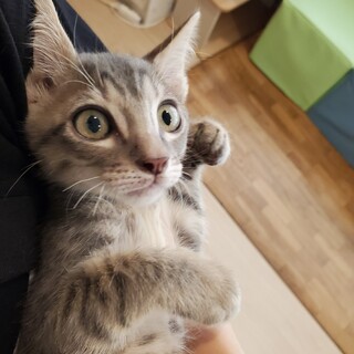 グレー色のイケニャンぼくちゃん♂️