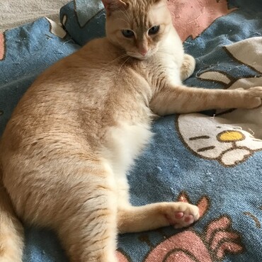 天ちゃん、おっす！男同士、仲良くしようぜ。いじめっ子はゆづ姐の方だよな！