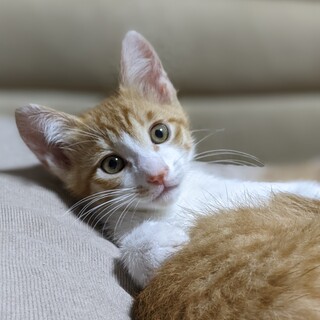 甘えん坊で元気な茶白くん。犬とも仲良し。
