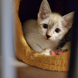 色白にゃんこのダー子♀️