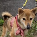 柴犬　メス　2歳