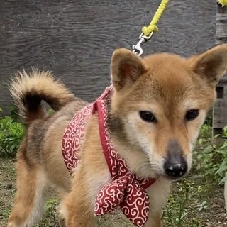 柴犬　メス　2歳