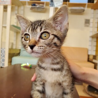 小柄で可愛いらんちゃん♀️