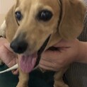 センターより保護　ダックスフンド♂