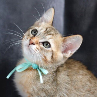 募集停止ムギワラ男子いと