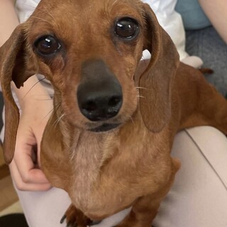 繫殖場よりレスキュー　ダックスフンド♀