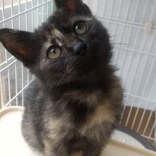 おとなしい女の子