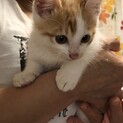 生後1ヶ月半の男の子です