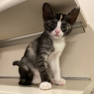 超甘えん坊　珍しいハチワレ三毛の美猫すみれちゃん