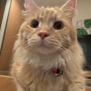 ☆超甘えん坊の未来（みくる）くん☆