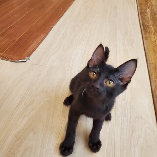 1本だけ白髭なムト(無糖)君♂️