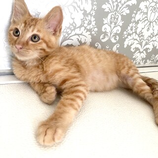 トライアル決！膝の上が大好き甘えん坊の茶トラ♂